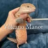 jujulejusdorange5