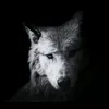 mr_flynn