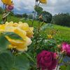 haneen_roh