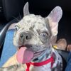 mickey_frenchbulldog