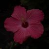 rose23290