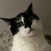 fairycatmother222
