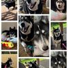 its_a_husky_life4me