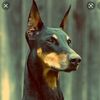 ktb_dober
