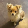 picklethechichi