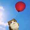 corki