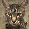 mykillercat1