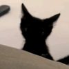 vamps.cat