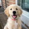 Riley 🐶