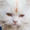 noorhassanabbasih7