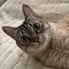 kummafuckplugg