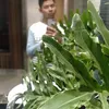 samuelbagtas4