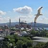 nazih.alwafi