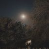 ayman_aa11