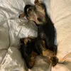 contethedachshund