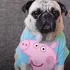 peppa_pug2