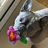 kcfrenchies