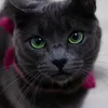 norbertathecat