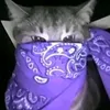 lakomka_234