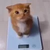 silfhdj812
