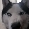 masterpapsu