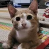 _chaoxin_5