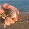 surafondo