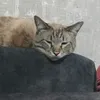 i.m...6
