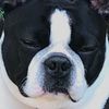 oreo_the_boston