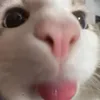 nawepp