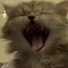 kyorius