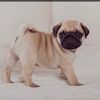 pugsrit2024