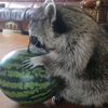 hollowwaccoon