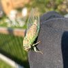 thinkingaboutcicadas
