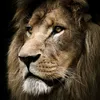 lions.pride_