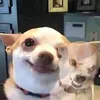 vewonicaloleyn