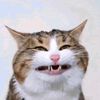 meow_meng16