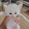 mulutpuaka__3