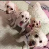 euemeus4poodles