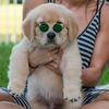 goldenretrieversamson