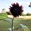 zinnia_55