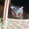 ritzi.bitzi