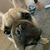 charlesthefrenchbulldog