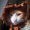 c00perkitty
