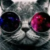 cat.love94