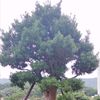 lalapanjonggol1