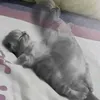 zutung