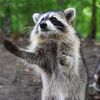 the_cooninator