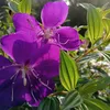 gamphan78