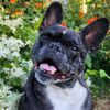 frenchiemixes